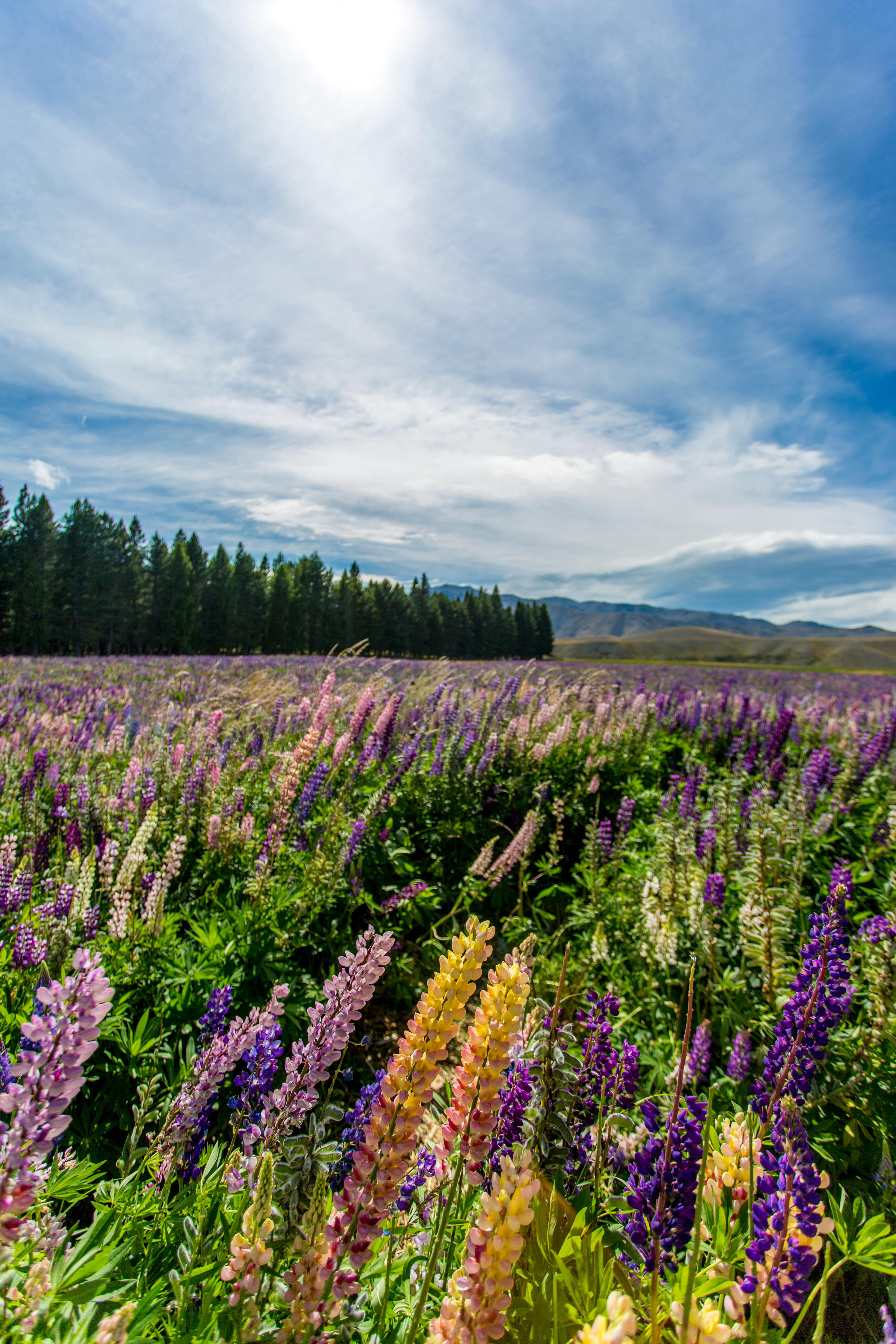 Lupins blancs bio 25 kg