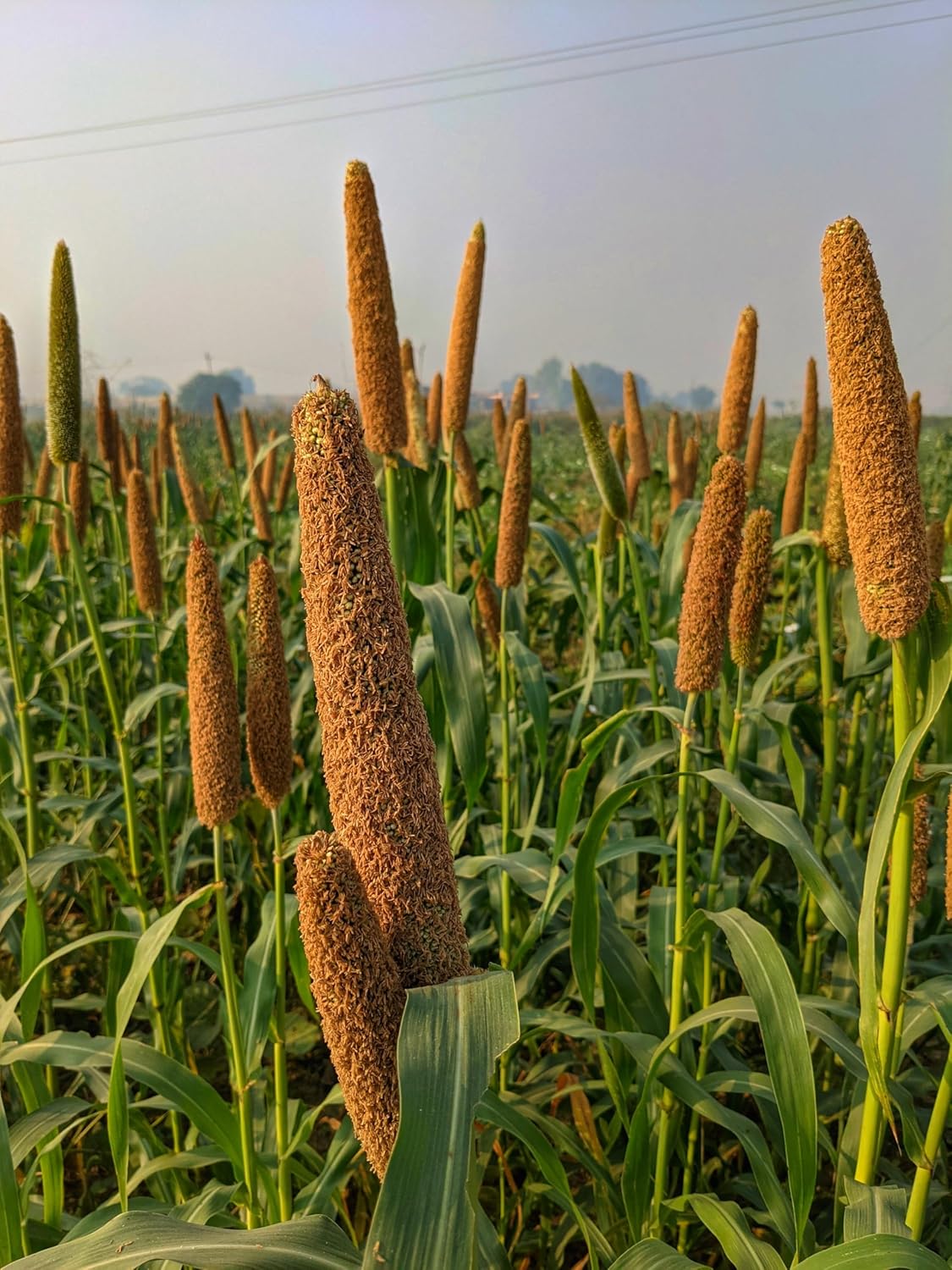 Bio Hirse geschält 5kg