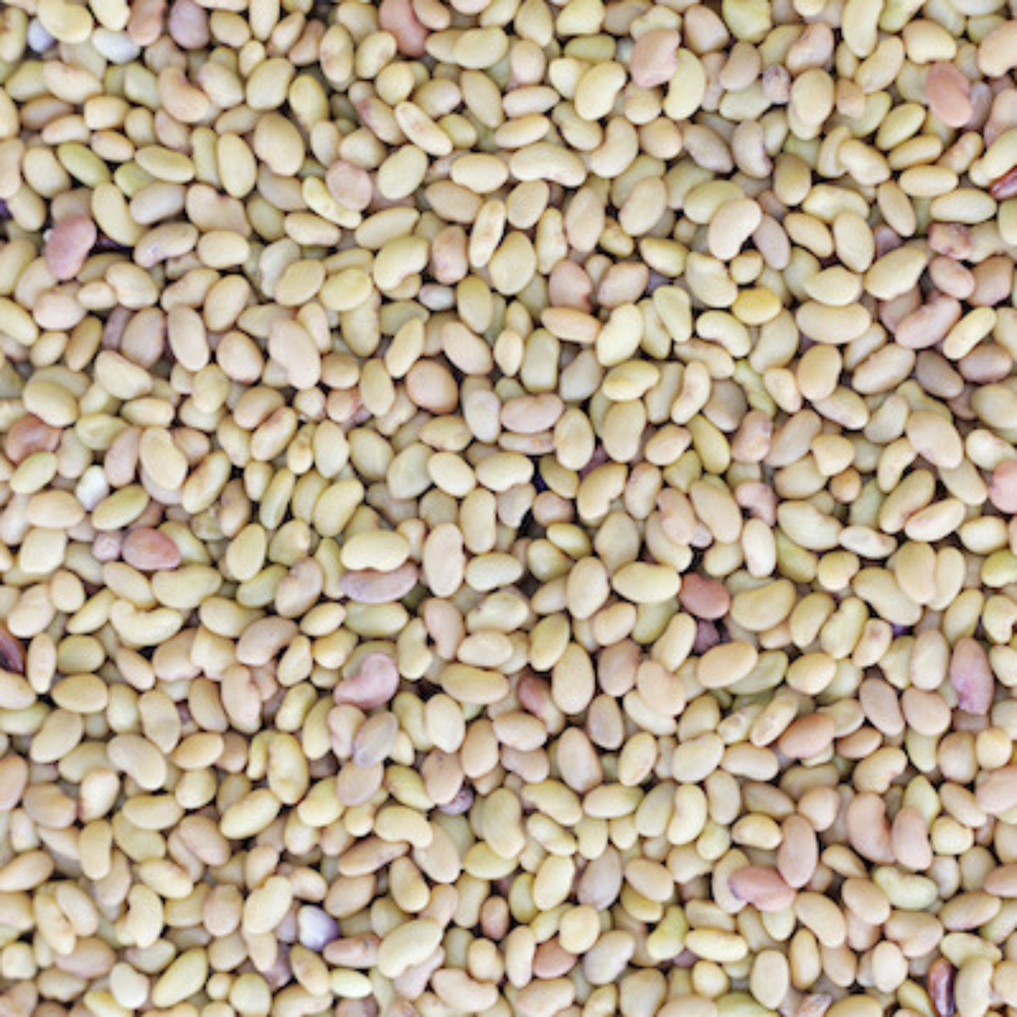 Luzerne biologique, graines à germer 1 kg