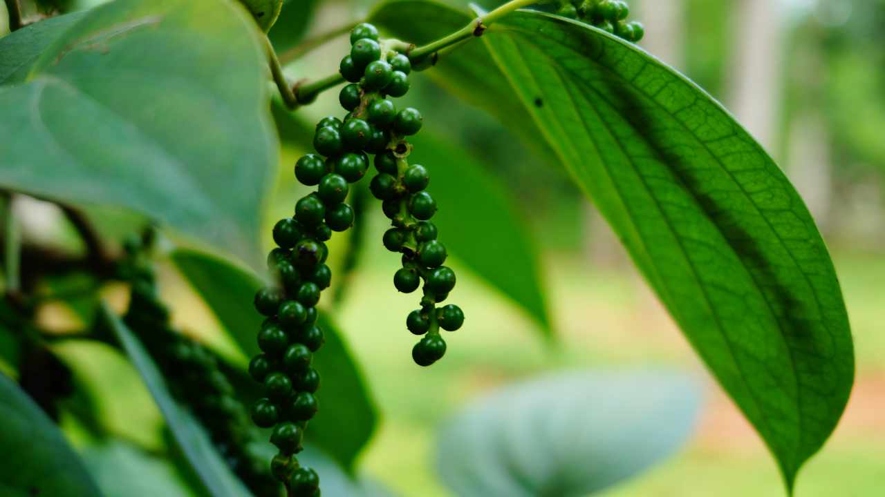Grüner Pfeffer Pimienta verde