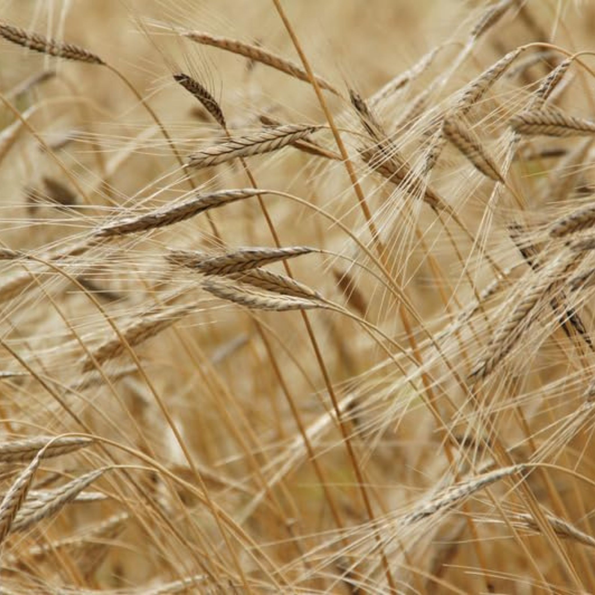 Petit épeautre bio, entier 5 kg