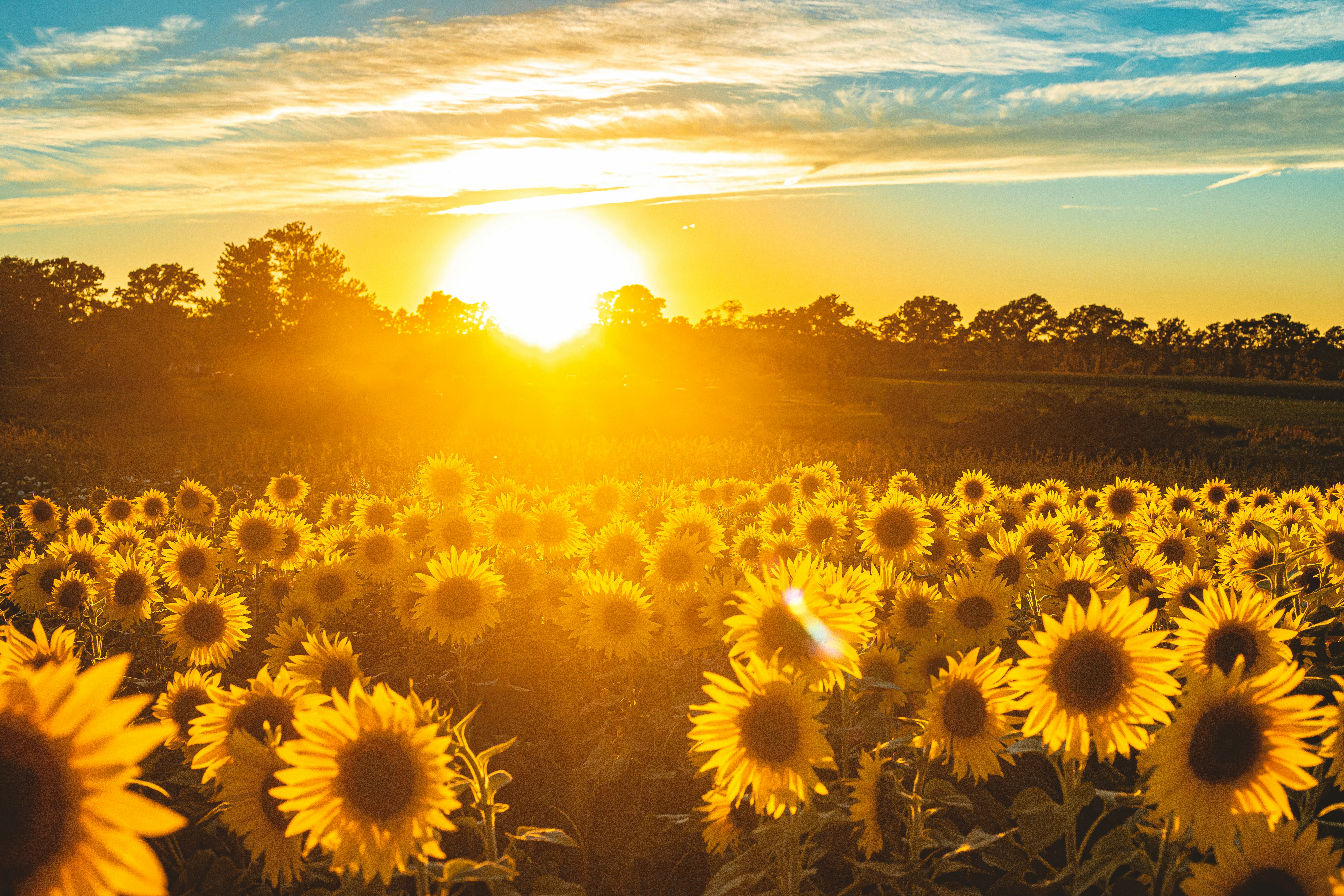 Graines de tournesol bio 2kg