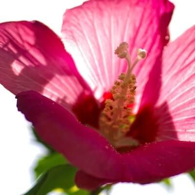 Hibiskuseis